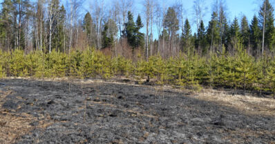 Kevät houkuttelee siivoamaan – varomattomille risujen ja roskien polttajille sakkoja