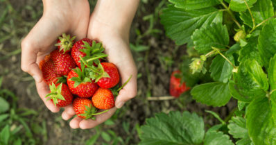 Kotimainen mansikkakesä on nyt käynnissä – ensimmäiset marjat jo juhlapöydissä