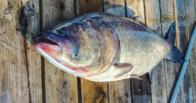 Ennätyskalojen rekisteri uusiksi – jättimonni, marmoripaksuotsa ja neljä muuta SE-kalaa