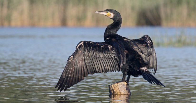 Aikuinen merimetso syö noin puoli kiloa kalaa vuorokaudessa ja se saalistaa niitä kalalajeja, joita on helpoimmin saatavilla.
