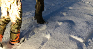 Metsästyksenjohtajat varmoina – ”Susia on vähintään kaksi kertaa enemmän”