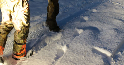 Metsästyksenjohtajat varmoina – ”Susia on vähintään kaksi kertaa enemmän”