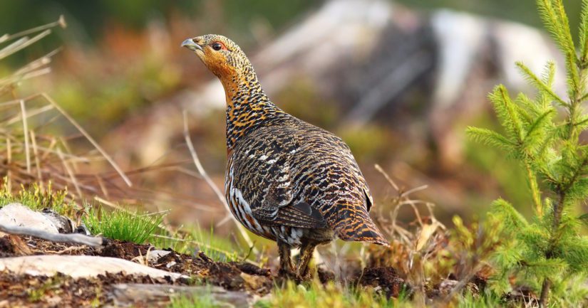 Koppelolla oli kahdeksan munaa hakkuuaukossa, pesä suojattiin hajusaippualla nisäkäspetojen varalta.