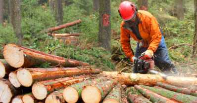 Nyt meni rukkaset naulaan – Metsähallitus lomauttaa 195 metsuria talvikuukausiksi