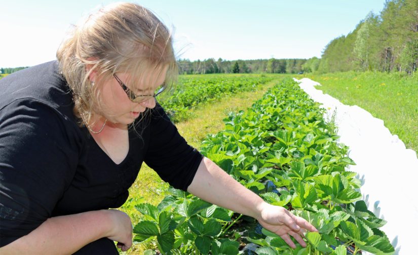 Mirka sanoo miettineensä mansikan rinnalle myös muita marjoja. – Hyvistä markkinanäkymistä huolimatta riski on liian iso panostaa vain yhteen marjakasviin.
