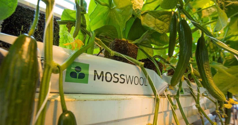 Luonnonvarakeskuksen testeissä Mosswool®-alustalla kasvatetulla kurkkusadolla on parempi kasvutulos kuin kivivillalla.