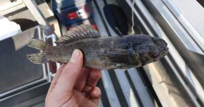 Mustatäplätokko on aggressiivisesti tilaa valtaava vieraskalalaji – nyt se on levinnyt jo pohjoiseen