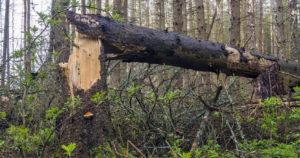 Miehen kaatama puu kaatui odottamatta naista kohti – iäkäs nainen menehtyi onnettomuudessa