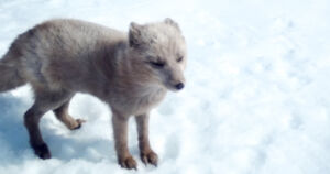 Pohjoismaiden tunturialueella lähes sata naalipentuetta – Suomessa on vain kolme pentuetta