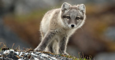 Rauhoitetuille lajeille uudet arvot – naalin rahallinen arvo on peräti 17 656 euroa