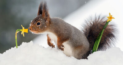 Pääsiäisen sää on melko vaihteleva – räntä- ja lumisade voi heikentää ajokeliä paluuliikenteessä
