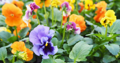 Viisi kukkavinkkiä äitienpäivään – eri lajivaihtoehdoista löytyy suosikki monenlaiseen makuun