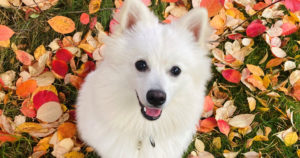 Taas palkitaan 22 ihmisen parasta ystävää – Sankarikoirat pelastivat ihmishenkiä