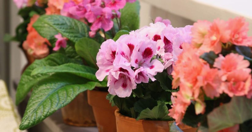 Pelargoni on yksi suosituimmista ruukkukasveista Suomessa.