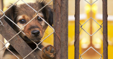 Mies toi koiria Suomeen Tallinnan-laivalla – seitsemän kuoli matkan aikana