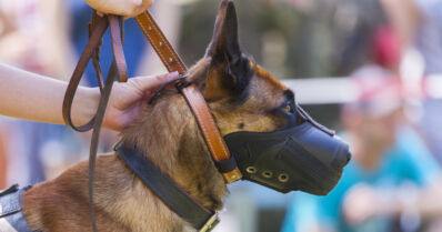 Mies yritti moottorisahalla sisälle kauppaan – koirapartio tavoitti bensanhajuisen pakenijan