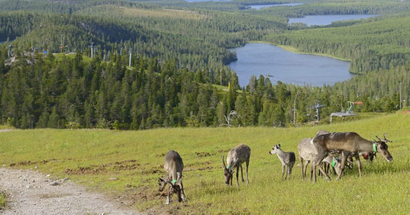 Porot Aiheuttivat Liikenneonnettomuuksia Lapissa El imet Eiv t 