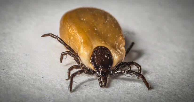 Punkin levittämä bakteeri aikaansaa borrelioosia, missä kivut, säryt ja muut neurologiset oireet voivat ilmetä pitkänkin ajanjakson jälkeen.