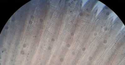 Tutkijat laittoivat jokihelmisimpukat lemmenlomalle – raakkuvanhukset kuntoutettiin viriileiksi