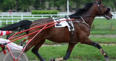 Ohjastaja putosi ravihevosen kärryiltä – hevonen törmäsi jalankulkijaan ja kahteen autoon
