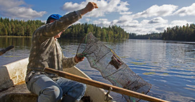 Odotettu rapukausi käynnistyy – ravustusluvat ja mertojen merkinnät kuntoon