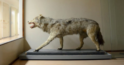 Turun seudulla pelkoa aiheuttaneen susilauman ravinto tutkittiin – ”Ihmislihan osuus oli pieni”