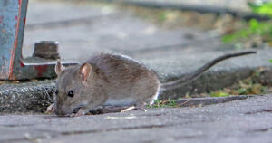 Raportin mukaan rottia pitäisi kohdella paremmin – ”Torjunnassa tulisi pyrkiä eettisempiin menetelmiin”