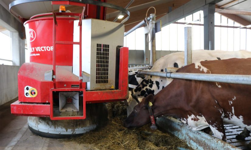 Kolme vuotta sitten käyttöön otetussa robottipihatossa myös ruokinta on automatisoitu.