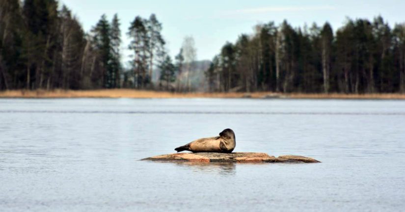 Esitetty maailmanperintökohde sijaitsee Saimaalla, Suomen suurimmalla järvellä.