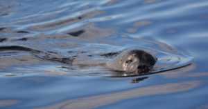 Saimaalla syntyi 86 kuuttia – eteläinen norppakanta leviää hitaasti entisille elinalueilleen