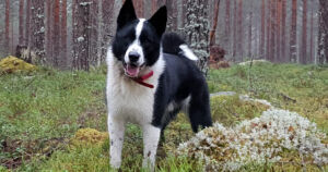 Tässä ovat uudet Sankarikoirat – pelastivat onnettomuuteen joutuneita ja sairauskohtauksen saaneita