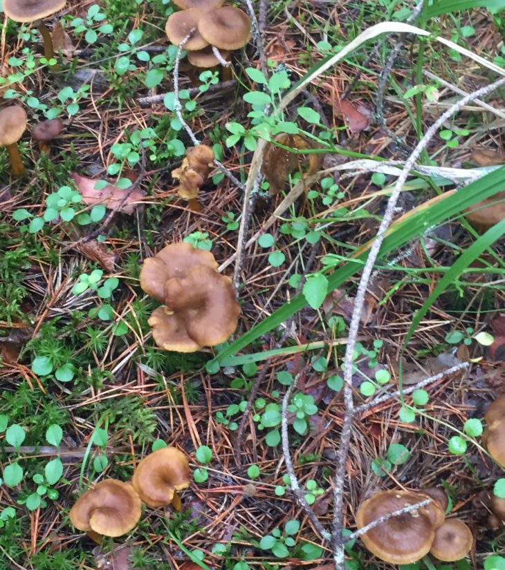 Suppilovahveroita luonnollisessa ympäristössään, vain hetkeä ennen poimintaa.