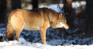 Poliisi valvoo suden metsästystä – jo yli 20 sutta kaadettu reilussa vuorokaudessa