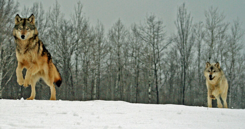 Suden kohuttu kiintiöpyynti on päättynyt – koirasusialueilla jäi kiintiöistä kaadettavaa