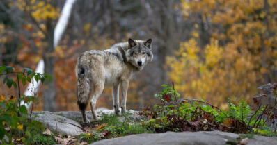 Susi löytyi tien vierestä ammuttuna – poliisi epäilee asiassa törkeää metsästysrikosta