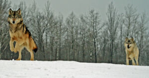 Kolme koirasutta tunnistettu suden kiintiöpyynnin saaliista – muutama näyte epäonnistui