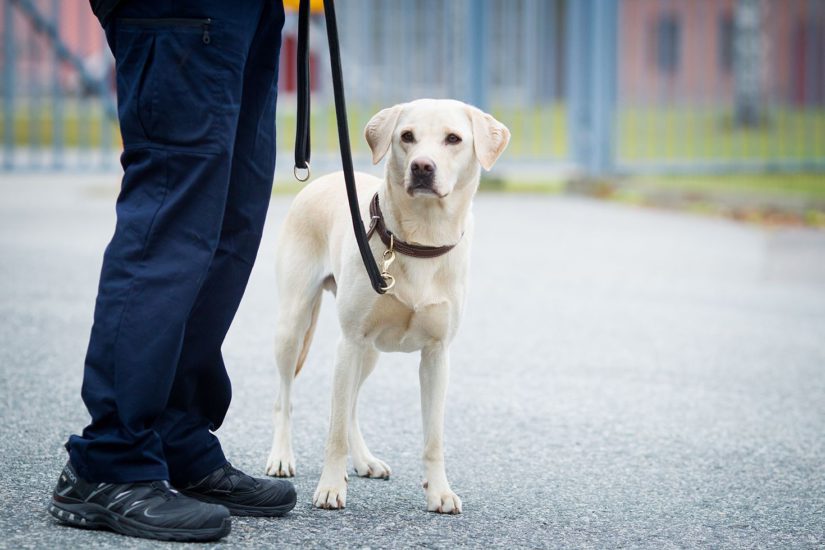 Vuoden Vankilakoira 2016 on labradorinnoutaja Bono ”Swat”.