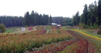 Syksy on parasta istutusaikaa – ilmastonmuutos on jatkanut kautta