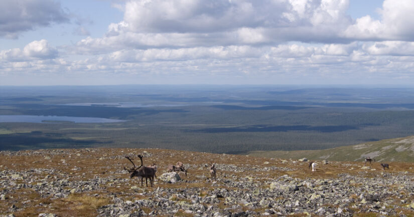 Kuva Fanny Schertzer