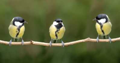 Talitintit katselivat videoita – ja oppivat heti toisilta linnuilta mikä on pahanmakuista syötävää