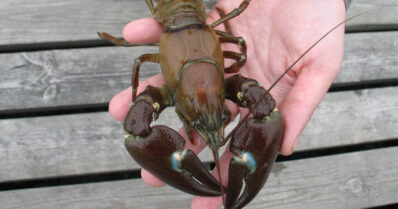 Rapukausi on jälleen täällä – kesän rapusaaliista odotetaan normaalia