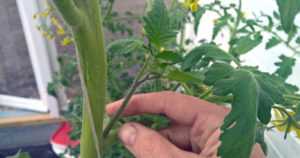 Älä leikkaa varkaita saksilla – katkaise ne käsin taittamalla