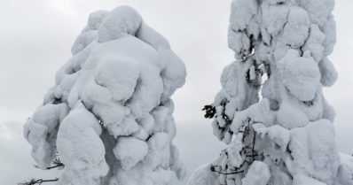 Metsäasiantuntijat varoittavat – tykkylumi on metsässä kuin ”hiljainen kuolema”