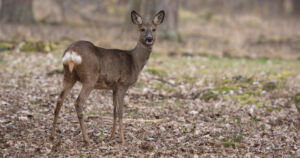 Kahden peuranvasan matka päättyi kaupungin keskustaan – liikenteessä loukkaantuneet vasat piti lopettaa
