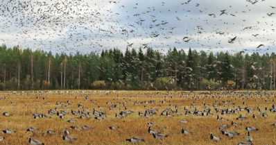 Valkoposkihanhet ovat saapuneet Suomeen – pääjoukko tulossa toukokuussa