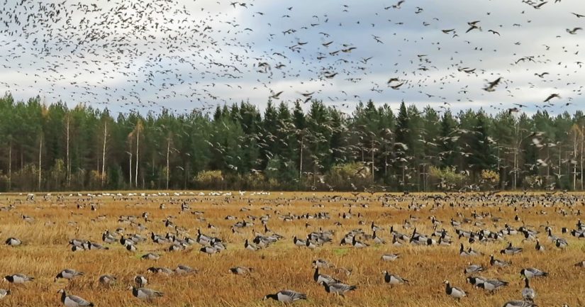 Hanhien aiheuttamien vahinkojen torjuntaa varten ELY-keskukseen on perustettu lajivahinkokoordinaattorin virka.