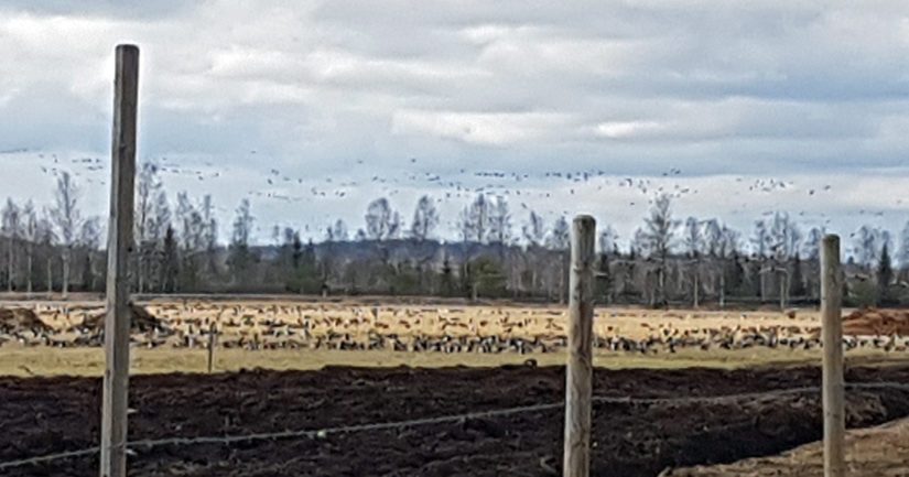 Valkoposkihanhia pellolla Pohjois-Karjalassa.