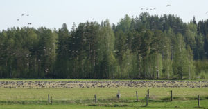 Valkoposkihanhista 1,5 miljoonan euron vahingot – suurin osuus maksetuista korvauksista