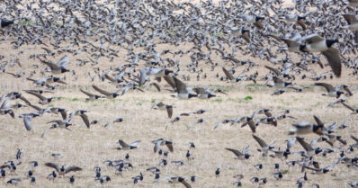 Valkoposkihanhien kevätmuutto ohi – monilla pelloilla ruokaili yli 10 000 lintua