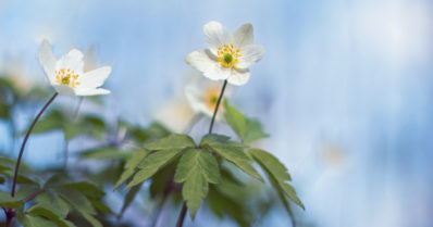 Ensimmäiset valkovuokot havaittu useammalla paikkakunnalla – lämmin kuukausi vauhditti kevättä